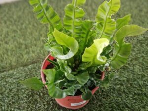 ASPLENIUM CRIPY WAVE