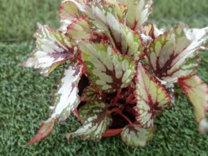 BEGONIA REX