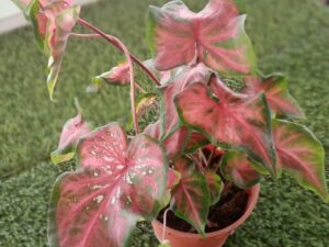 CALADIUM SPIDY