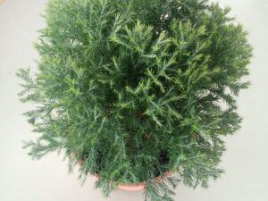 GREEN PINE